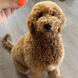 Goldendoodle All Grown Up from Dawnie’s Doodles