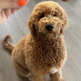 Goldendoodle All Grown Up from Dawnie’s Doodles
