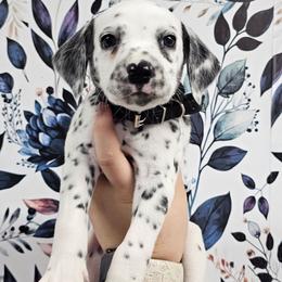Gameboy - White and black male Dalmatian puppy in Gray, Georgia from Fuller Spots