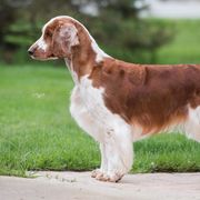 Welsh Springer Spaniels from Clussexx Sussex and Welsh Springer Spaniels