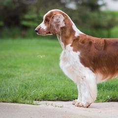 Welsh Springer Spaniels from Clussexx Sussex and Welsh Springer Spaniels