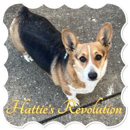 Hattie’s Revolution - Pembroke Welsh Corgi