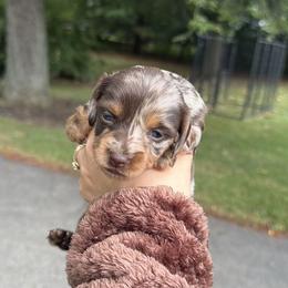 Cockapoo, Dachshund, Miniature Schnauzer, and Yorkshire Terrier Puppies from LUXEYPUPS