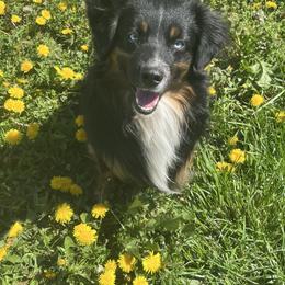 Miniature Australian Shepherd puppies from Fairfax Aussies