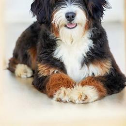 Luna - Bernedoodle