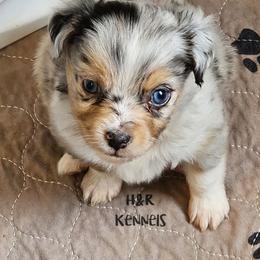 Reese's - Blue merle male Toy Australian Shepherd puppy in Luzerne, Iowa from Rouse's Aussies