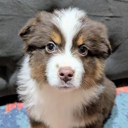 Munch - Red tri male Miniature Australian Shepherd puppy in Frankfort, Indiana from Haleys Farm