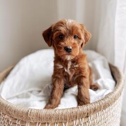 Horseshoe - Red  male Goldendoodle puppy in Syracuse, Indiana from The Doodle Cove