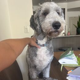 Assorted Doodle Crosses and Newfypoo All Grown Up from Arizona Doodle Trails