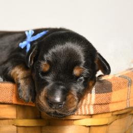 Boy 2 - Black and rust male Doberman Pinscher puppy in Overton, Texas from Obsidian Kennel