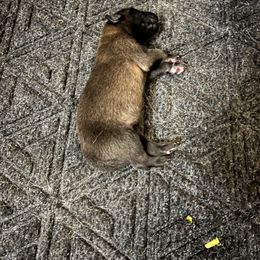 Belgian Malinois Puppies from MonStar Malinois