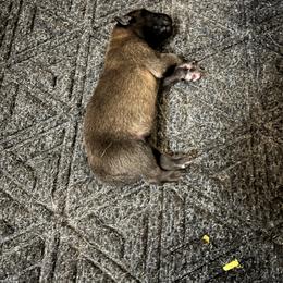 Belgian Malinois Puppies from MonStar Malinois