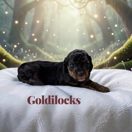 Goldilocks - Sable female Poodle puppy in Ellenburg Center, New York from Kristin's Puppies