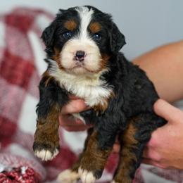 Fern - Tri-color female Bernedoodle puppy in Dundee, Ohio from Down Home Doodle