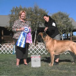 French Bulldog and Mastiff All Grown Up from Divine Mastiffs Ashlan French Bulldogs