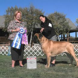 French Bulldog and Mastiff All Grown Up from Divine Mastiffs Ashlan French Bulldogs