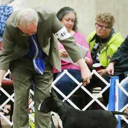 Bull Terriers and Miniature Bull Terriers from Old Forge Bull Terriers