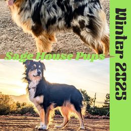 Australian Shepherd puppies from Sage House Pups