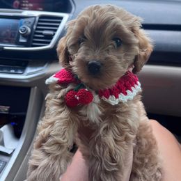 Cavapoo and Cockapoo Puppies from TSC Doodles of Virginia Beach