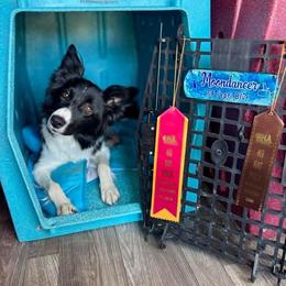 Moon - Border Collie