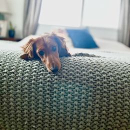 Charlie - Dachshund