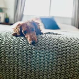 Charlie - Dachshund