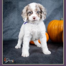 Magenta - Merle female Cockapoo puppy in Connersville, Indiana from Deaz Doodle Ranch
