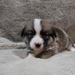 Blue Collar Male - Red male Pembroke Welsh Corgi puppy in Tenino, Washington from LoneStar Corgis NW