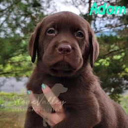 Adam - mint collar - Chocolate Labrador Retriever puppy in Huntingdon, Pennsylvania from Stone Valley Labrador Retrievers
