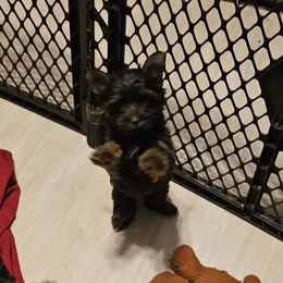 Yorkshire Terrier puppies from Precious Yorkie Babies
