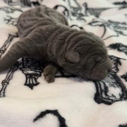 Aurora - Blue dilute female Chinese Shar-Pei puppy in Auburn, Kansas from Justin's Chinese Shar-Pei