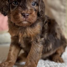 Treasure maroon collar - Chocolate female Cavapoo puppy in Beckley, West Virginia from By Design Doodles