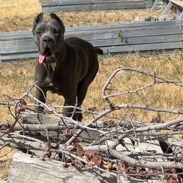 Girl 1 - Gray brindle Cane Corso puppy in Granbury, Texas from Revolutions Kennel