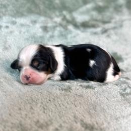 Slinky - Tri-color male Cavalier King Charles Spaniel puppy in Bedias, Texas from JSK Aussie and Cavaliers