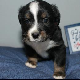 Paul Revere - Black tri male Miniature Australian Shepherd puppy in Kissee Mills, Missouri from Clinkenbeard Kennel