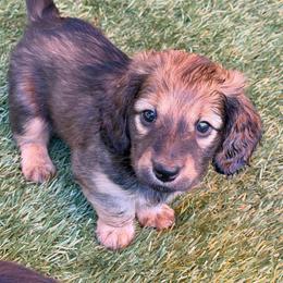 Boy 2 - Red male Dachshund puppy in Santa Rosa, California from Signature Mini Dachshunds