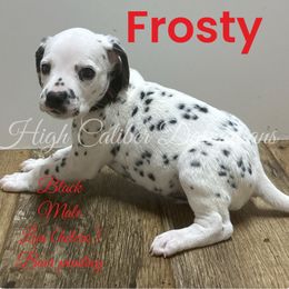 Frosty - White and black Dalmatian puppy in Pocatello, Idaho from High Caliber Dalmatians