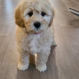 Goldendoodle Puppies from Sandy Creek Doodles