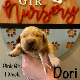 Girl 2 - Golden female Golden Retriever puppy in Star, Idaho from Gold Treasure Retrievers