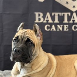 Cane Corso Puppies from Battalion Cane Corso