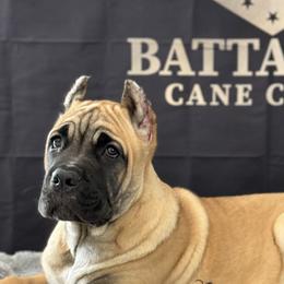 Cane Corso Puppies from Battalion Cane Corso