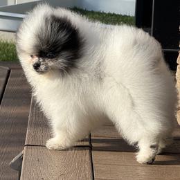 Male merle w blue eyes - Blue merle male Pomeranian puppy in Bourbonnais, Illinois from T & D Poms