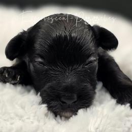 Edward - Black male Yorkipoo puppy in Coolidge, Arizona from Effervescent-Pooches