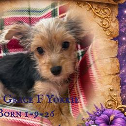 Maltese, Morkies, and Yorkshire Terriers from Malteseuluv’s Tiny Treasurers