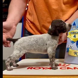 Aladdin - Liver and white male German Shorthaired Pointer puppy in North Branch, Minnesota from Chrishelle Farm