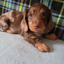 Choc dap - Dapple male Dachshund puppy in Klamath Falls, Oregon from Luvindoxys4u