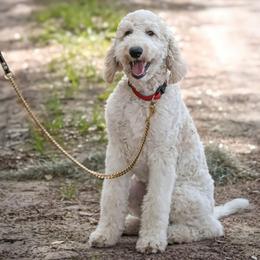 Charlie Brown - Parti male Goldendoodle puppy in Seffner, Florida from Gold Diamond Pup
