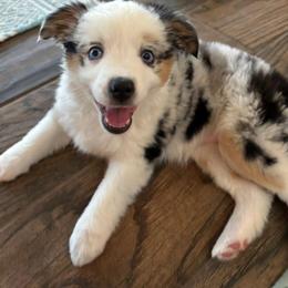 Miniature Australian Shepherd and Toy Australian Shepherd Puppies from Beasley Acres Aussies