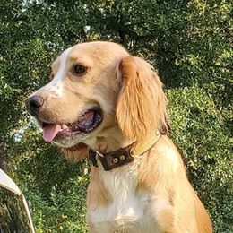 English Cocker Spaniels and German Shorthaired Pointers from Chapman Bird Dogs