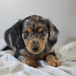 Millie - Dapple female Dachshund puppy in Alto, Texas from Prima Dachshunds